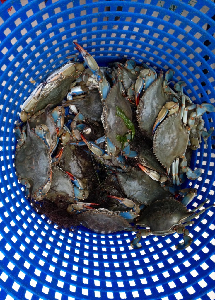 Crabs Blue Basket