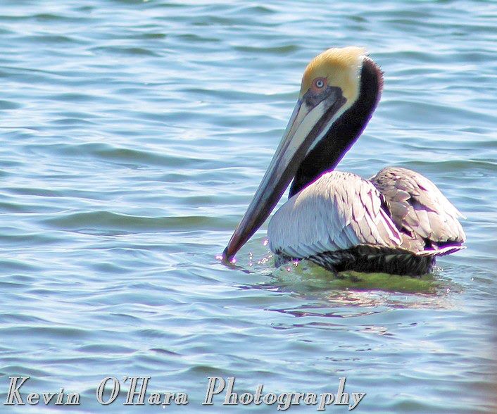 Photo Credit: Kevin O'Hara from Ocean Park