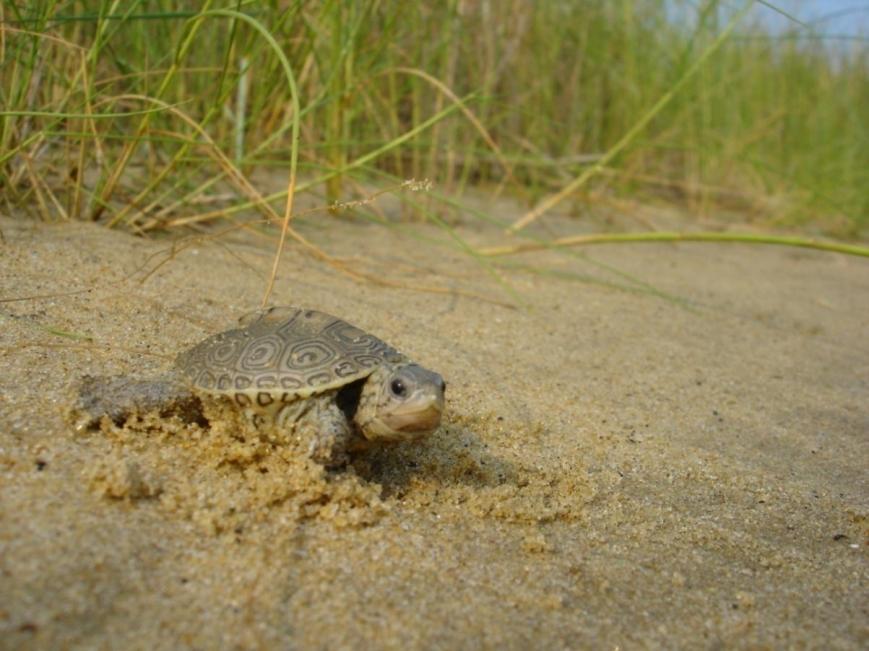 Photo Credit: Leah Graham.  Terrapin Hatchling on the Poplar Island Environmental Restoration Project, Talbot County, MD 