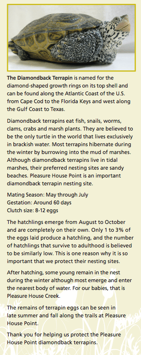 From LRNow Field Guide on the Diamondback Terrapin