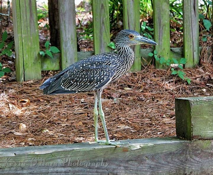 Photo Credit: Kevin O'Hara