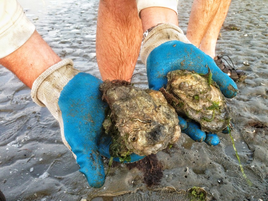 Reduce storm water for the Lynnhaven oysters too.