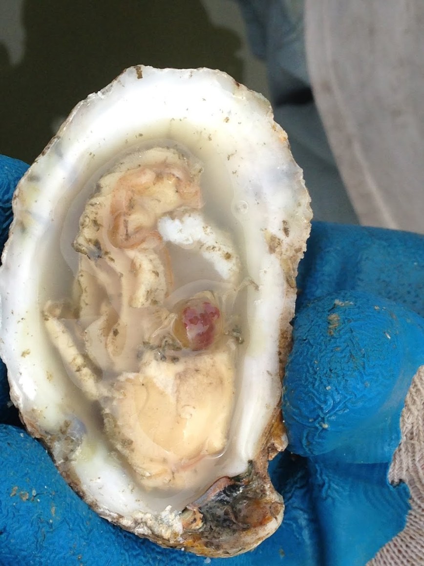 ** Oysters will be provided by Pleasure House Oysters**