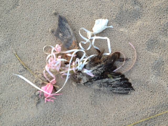 Photo grabbed from Lynnhaven River NOW Facebook post about this great news