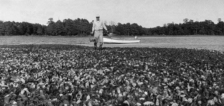 Photo Credit: The New Tidewater Flashback Group in Facebook