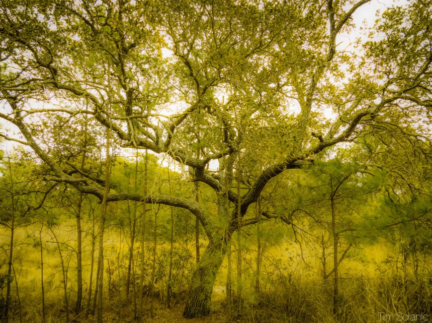 Photo Credit: Tim Solanic